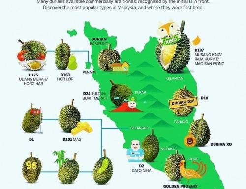 Durian Insights: Which one is your favourite durian type?