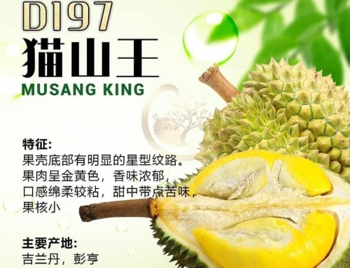 Knowledge Sharing: Types of Malaysia Popular Durian – Durian Musang King D197, XO D24, Tekka D160, Red Prawn D175, Golden Phoenix D198